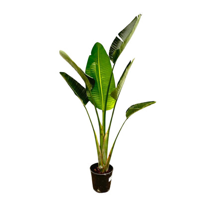 XL Kamerplant - Strelitzia Augusta - Pot Ø 30cm Hoogte ↕ 180cm