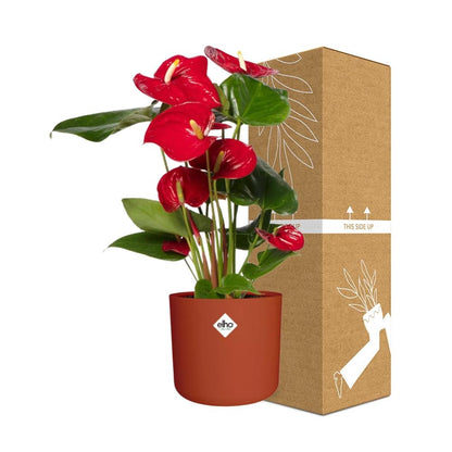 Kamerplant - Anthurium Red - Pot Ø 12cm