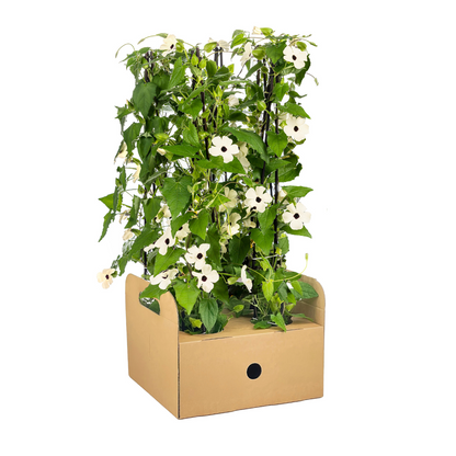Buitenplant 4x Thunbergia Alata Sunny Susy White - Bloeiend - Pot Ø 13cm Hoogte ↕ 60cm