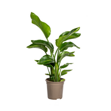Kamerplant - Strelitzia Nicolai - Pot Ø 21cm Hoogte ↕ 90-110cm