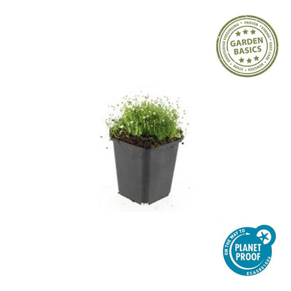 Buitenplant 24x Sagina subulata - Pot Ø 9cm Hoogte ↕ 10-25cm