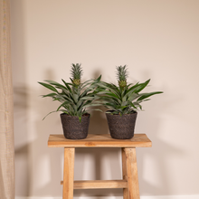 Kamerplant 2x Bromelia (Ananasplant) - Pot Ø 12cm Hoogte ↕ 30cm