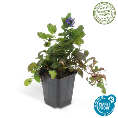Buitenplant 48x Ajuga reptans - Pot Ø 9cm Hoogte ↕ 10-25cm