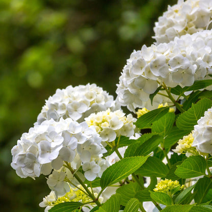 Buitenplant 3x Hydrangea macrophylla - Wit - Bloeiend - Pot Ø 17cm Hoogte ↕ 30cm