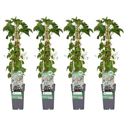 Buitenplant 4x Hydrangea petiolaris - Pot Ø 15cm Hoogte ↕ 65cm