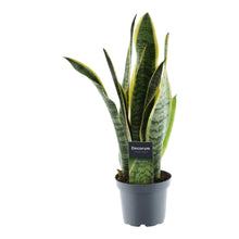 Kamerplant - Sansevieria Laurentii - Pot Ø 12cm Hoogte ↕ 45cm