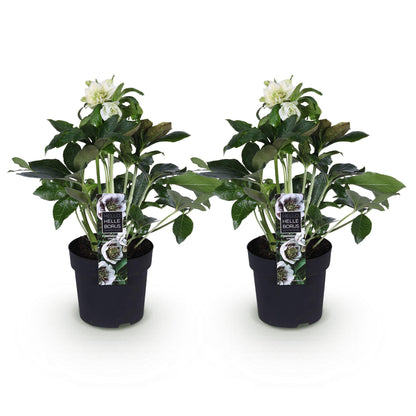 Buitenplant 2x Helleborus orientalis 'Double Ellen White' - Groenblijvend - Pot Ø 14cm Hoogte ↕ 35cm