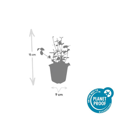 Buitenplant 24x Euonymus fort. 'Coloratus' - Bladhoudend - Pot Ø 9cm Hoogte ↕ 10-25cm