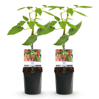 Buitenplant 2x Rubus Tayberry - Fruitplant Rode Vrucht - Pot Ø 11cm Hoogte ↕ 40cm
