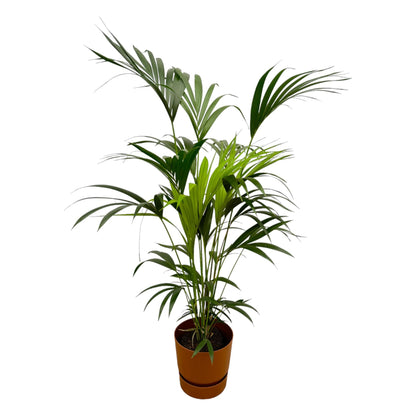 XL Kamerplant - Kentia Palm - Pot Ø 24cm Hoogte ↕ 160cm