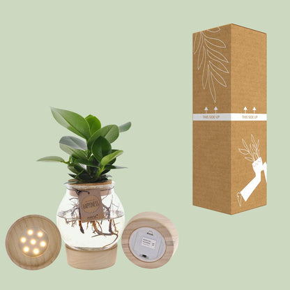 Kamerplant - Clusia in Bolglas met Klikkurk & LED - Pot Ø 12cm Hoogte ↕ 30cm