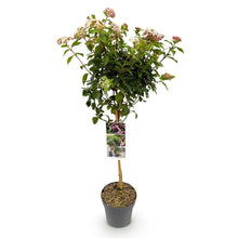 Buitenplant - Viburnum tinus 'Eve Price' op stam - Bladhoudend - Pot Ø 19cm Hoogte ↕ 90cm