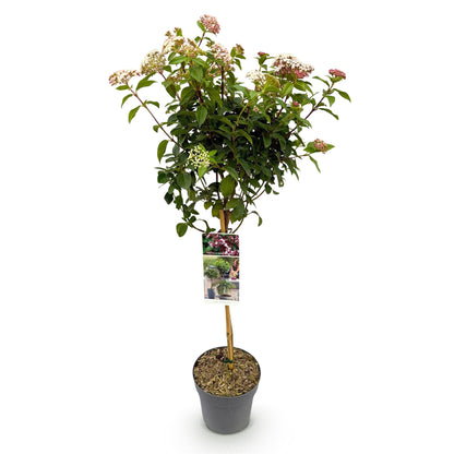 Buitenplant - Viburnum tinus 'Eve Price' op stam - Bladhoudend - Pot Ø 19cm Hoogte ↕ 90cm