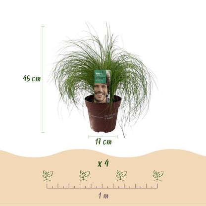 Buitenplant - Stipa tenuifolia 'Pony Tails' - Groenblijvend - Winterhard - Pot Ø 17cm Hoogte ↕ 50cm