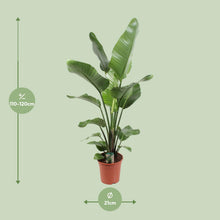 Kamerplant - Strelitzia Nicolai - Pot Ø 21cm Hoogte ↕ 90cm