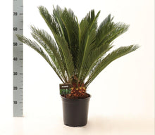 Kamerplant - Cycas Revoluta - Pot Ø 21cm Hoogte ↕ 75cm