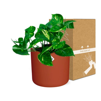 Kamerplant - Epipremnum Pinnatum 'Aureum' - Inclusief sierpot - Pot Ø 14cm