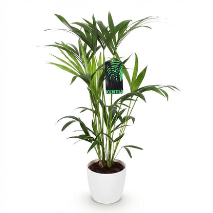 Kamerplant - Howea Forsteriana Kentia Palm - Pot Ø 19cm Hoogte ↕ 80-85cm