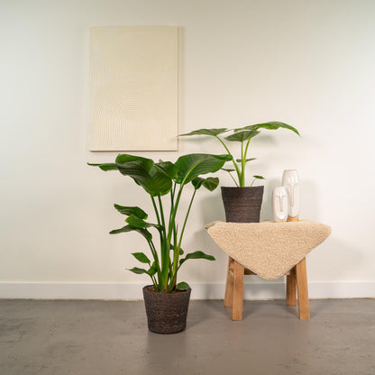 Kamerplant set - Strelitzia Nicolai + Alocasia Macrorrhiza - Met mand - Pot Ø 19cm