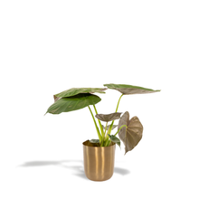 Kamerplant - Alocasia Wentii - Inclusief sierpot - Pot Ø 19cm Hoogte ↕ 65cm