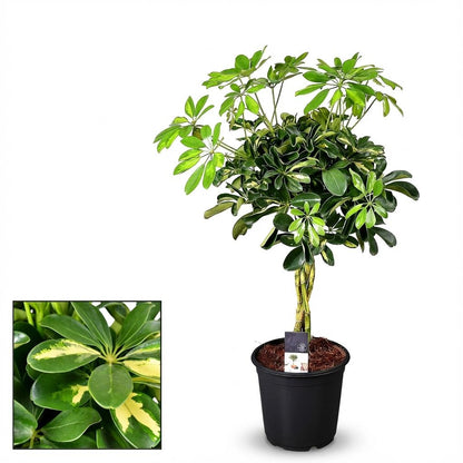 Kamerplant - Schefflera Gold Capella - Pot Ø 21cm Hoogte ↕ 75cm