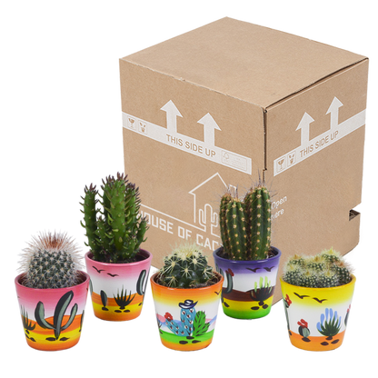 Kamerplant 5x Cactus mix - in Mexicaanse pot - Pot Ø 5.5cm