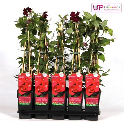 Buitenplant - Clematis Hagley Hybrid - Bloeiend - Pot Ø 15cm Hoogte ↕ 65cm