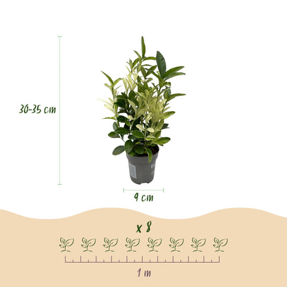 Buitenplant 8x Euonymus japonica 'Paloma Blanca' - Haagplant - Pot Ø 9cm Hoogte ↕ 30-35cm