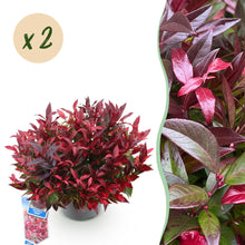 Buitenplant 2x Leucothoe Zeblid - Groenblijvend - Pot Ø 17cm Hoogte ↕ 45cm