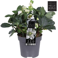 Buitenplant - Helleborus Niger 'Christmas Carol' - Winterhard - Bloeiend - Pot Ø 12cm Hoogte ↕ 25cm