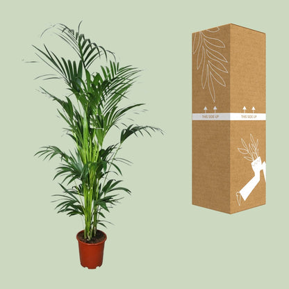 XL Kamerplant - Howea - Pot Ø 27cm Hoogte ↕ 200cm