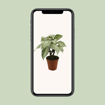 Kamerplant - Aphelandra White Wash - Pot Ø 15cm Hoogte ↕ 50cm