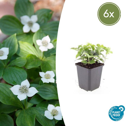 Buitenplant 6x Cornus canadensis - Bodembedekker - Pot Ø 9cm Hoogte ↕ 10-25cm