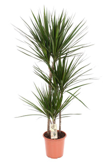 XL kamerplant - Dracaena Marginata - Pot Ø 21cm Hoogte ↕ 120cm