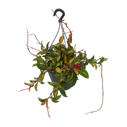 Kamerplant - Hoya Carnosa Tricolor - Hangplant - Pot Ø 19cm Hoogte ↕ 20cm