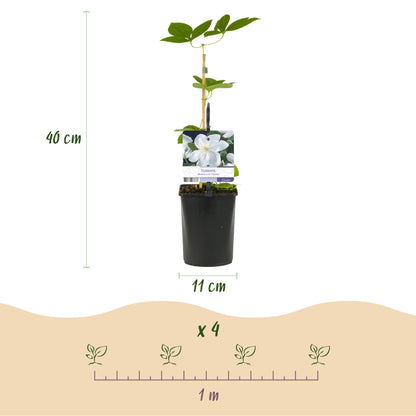 Buitenplant 2x Clematis 'Madame Le Coultre' - Klimplant - Bloeiend - Pot Ø 11cm Hoogte ↕ 40cm