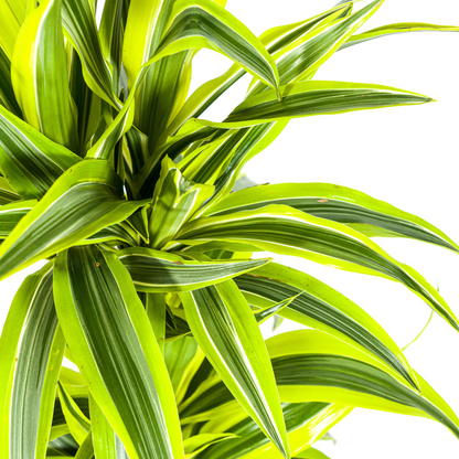 Kamerplant - Dracaena Deremensis Lemon Lime - Pot Ø 19cm Hoogte ↕ 70-90cm
