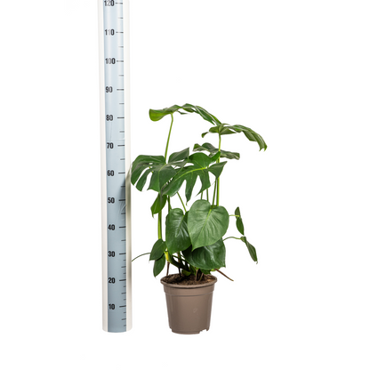Kamerplant - Monstera Deliciosa Tauerii - Pot Ø 21cm Hoogte ↕ 70-90cm
