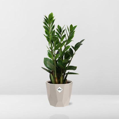Kamerplant - Zamioculcas - Pot Ø 14cm Hoogte ↕ 45-50cm
