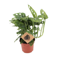Kamerplant - Monstera Monkey - Pot Ø 12cm Hoogte ↕ 30cm