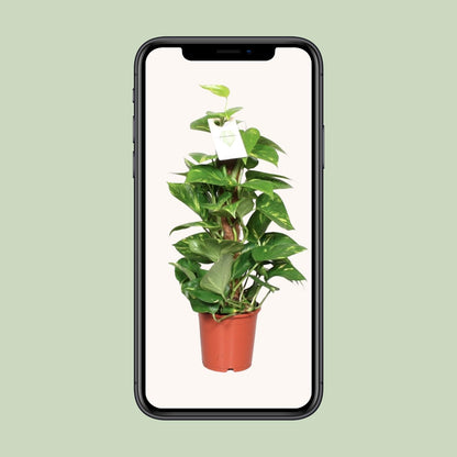 Kamerplant - Epipremnum Pinnatum op Mosstok - Pot Ø 15cm Hoogte ↕ 60cm