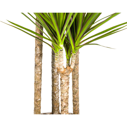 XL kamerplant - Dracaena Marginata Green - Pot Ø 27cm Hoogte ↕ 170-190cm