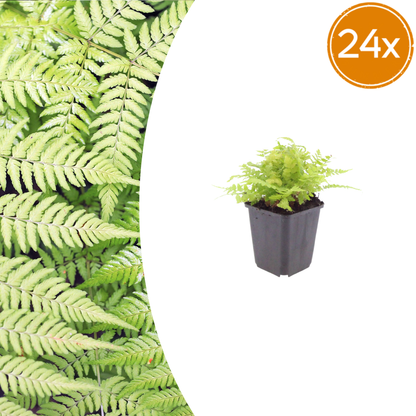 Buitenplant 24x Dryopteris filix-mas - Pot Ø 9cm Hoogte ↕ 10-25cm
