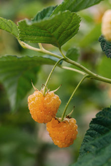 Buitenplant 4x Rubus 'Autumn' Mix - Bloeiend - Pot Ø 13cm Hoogte ↕ 45cm