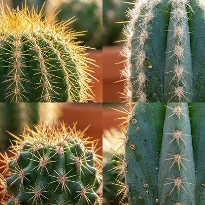 Kamerplant 9x Mini Cactus Mix - Terracotta Potten - Pot Ø 8,1cm Hoogte ↕ 5-10cm