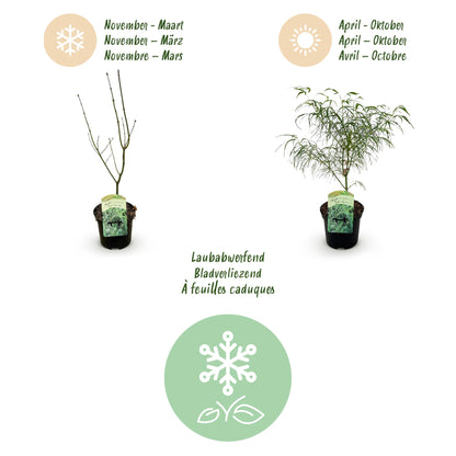 Buitenplant - Acer palmatum Koto-no-ito - Bladverliezend - Pot Ø 19cm Hoogte ↕ 70cm