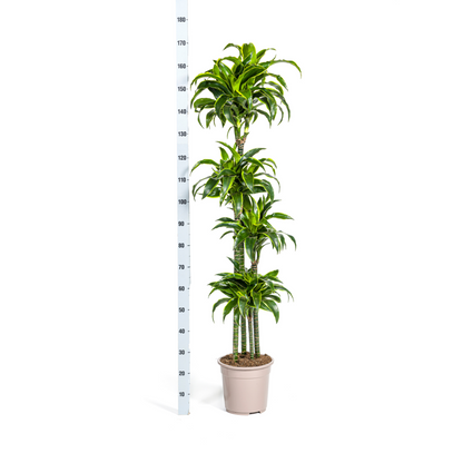 XL kamerplant - Dracaena Deremensis 'Dorado' - Luchtzuiverend - Pot Ø 27cm Hoogte ↕ 170-190cm