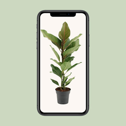 Kamerplant - Ficus Benghalensis Joy - Pot Ø 17cm Hoogte ↕ 65cm