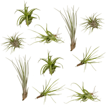 Kamerplant 10x Tillandsia Air Mix - Pot Ø 6cm Hoogte ↕ 6cm