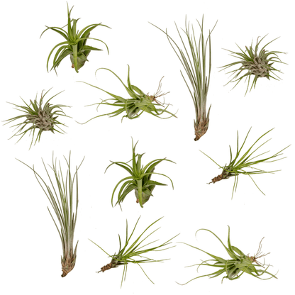 Kamerplant 10x Tillandsia Air Mix - Pot Ø 6cm Hoogte ↕ 6cm